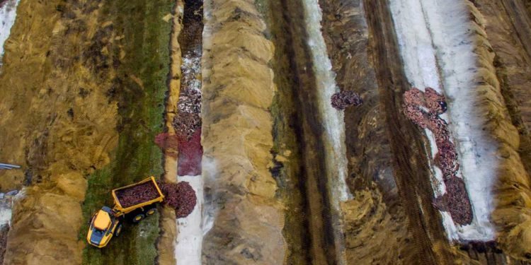 Des milliers de visons «sortent» de leurs tombes au Danemark