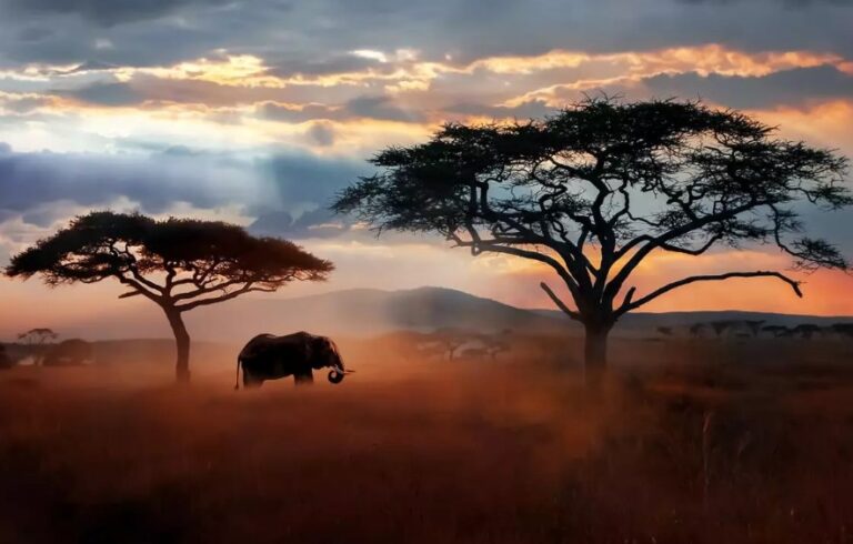 Que faire quand la voiture transportant toute votre famille prend feu au milieu des tigres du Safari ?