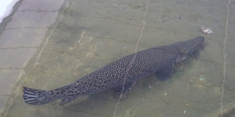 Un poisson prédateur capturé dans l’étang d’un centre commercial israélien
